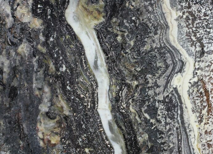 Rare North Pole Dome Stromatolite Slice - Billion Years #50755